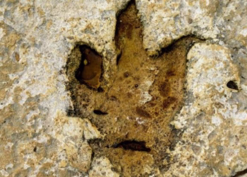 Pegadas mostram que dinossauros passaram a nado em Salir do Porto