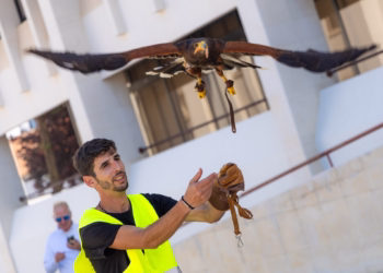Autarquia das Caldas da Rainha usa falcão para espantar pombos